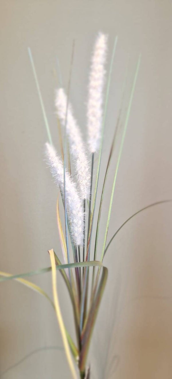 Zijdebloem Alopecurus wit