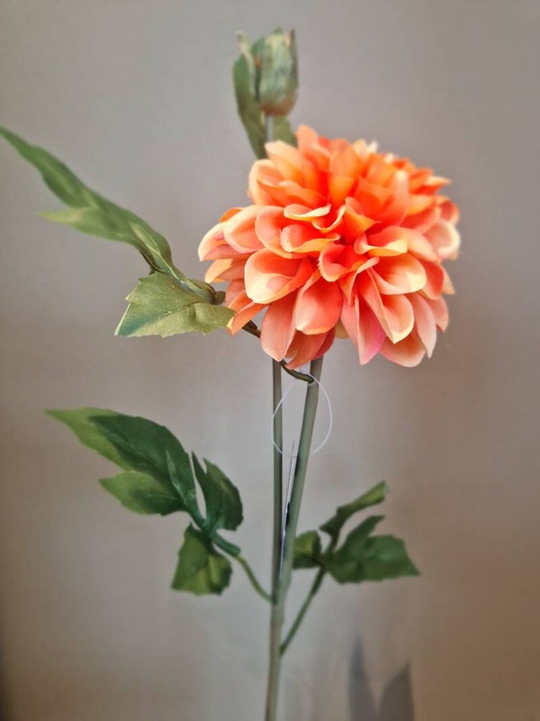 Zijdebloem Asteraceae oranje