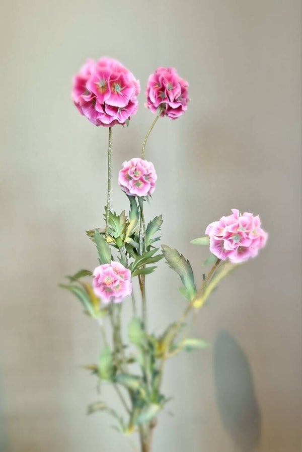 Zijdebloem Combretocarpus roze