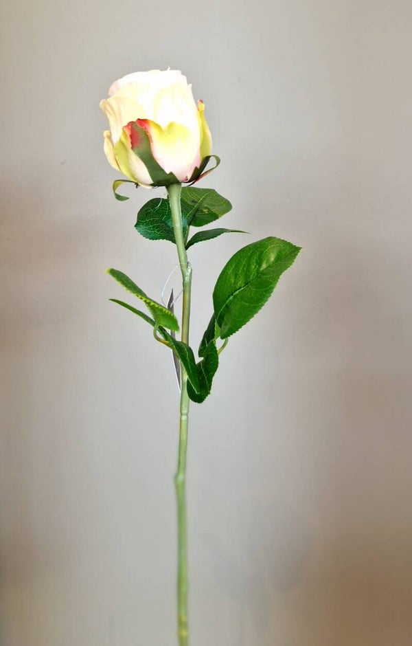 Zijdebloem Rosa crème