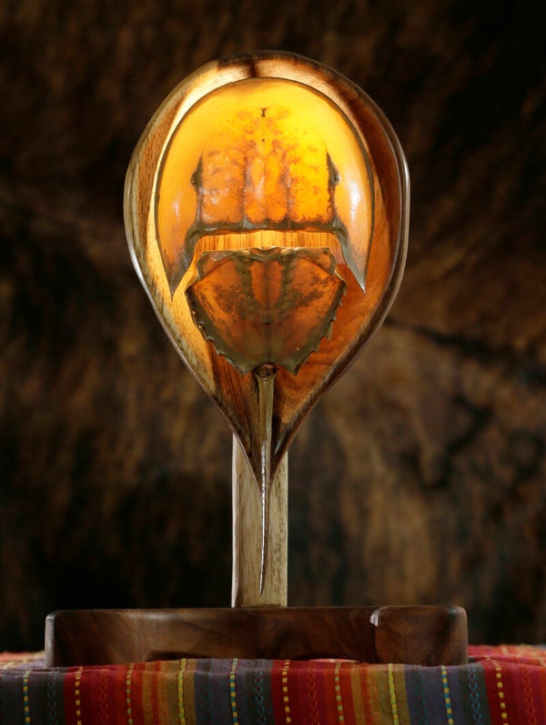 Horseshoe Crab Molt Lamp
