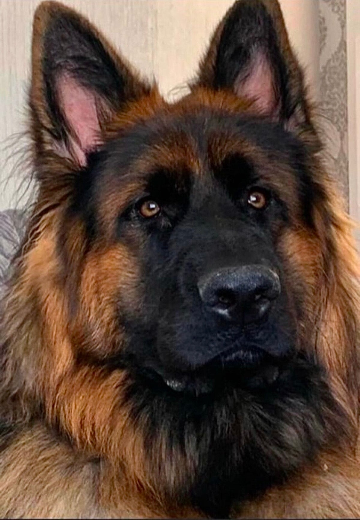Elliott's Elite Shepherds