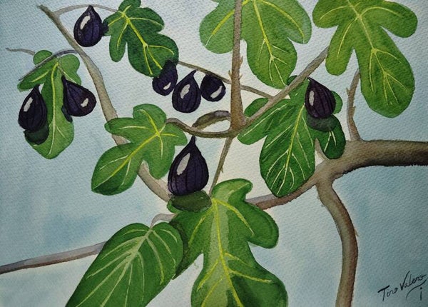 "Brevas" - Serie: "Frutales de mi jardín"