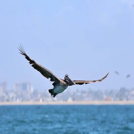 1000020224-standard.jpg