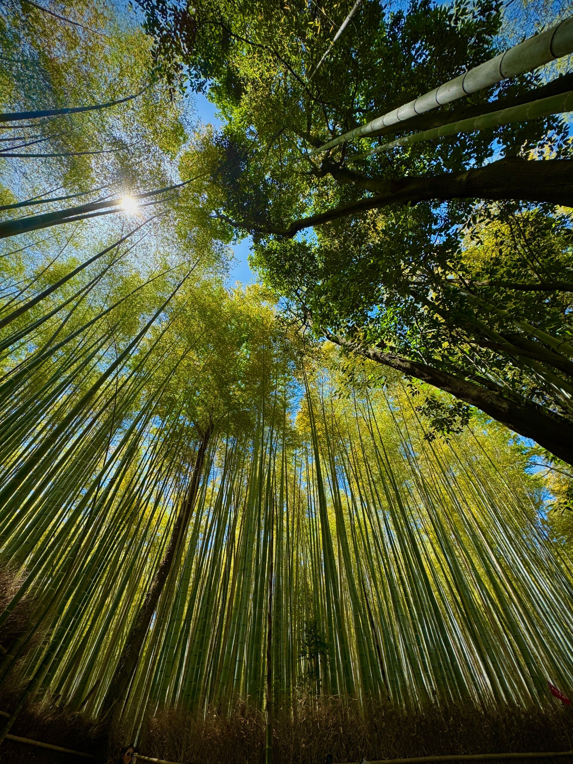 Arashiyama Forest