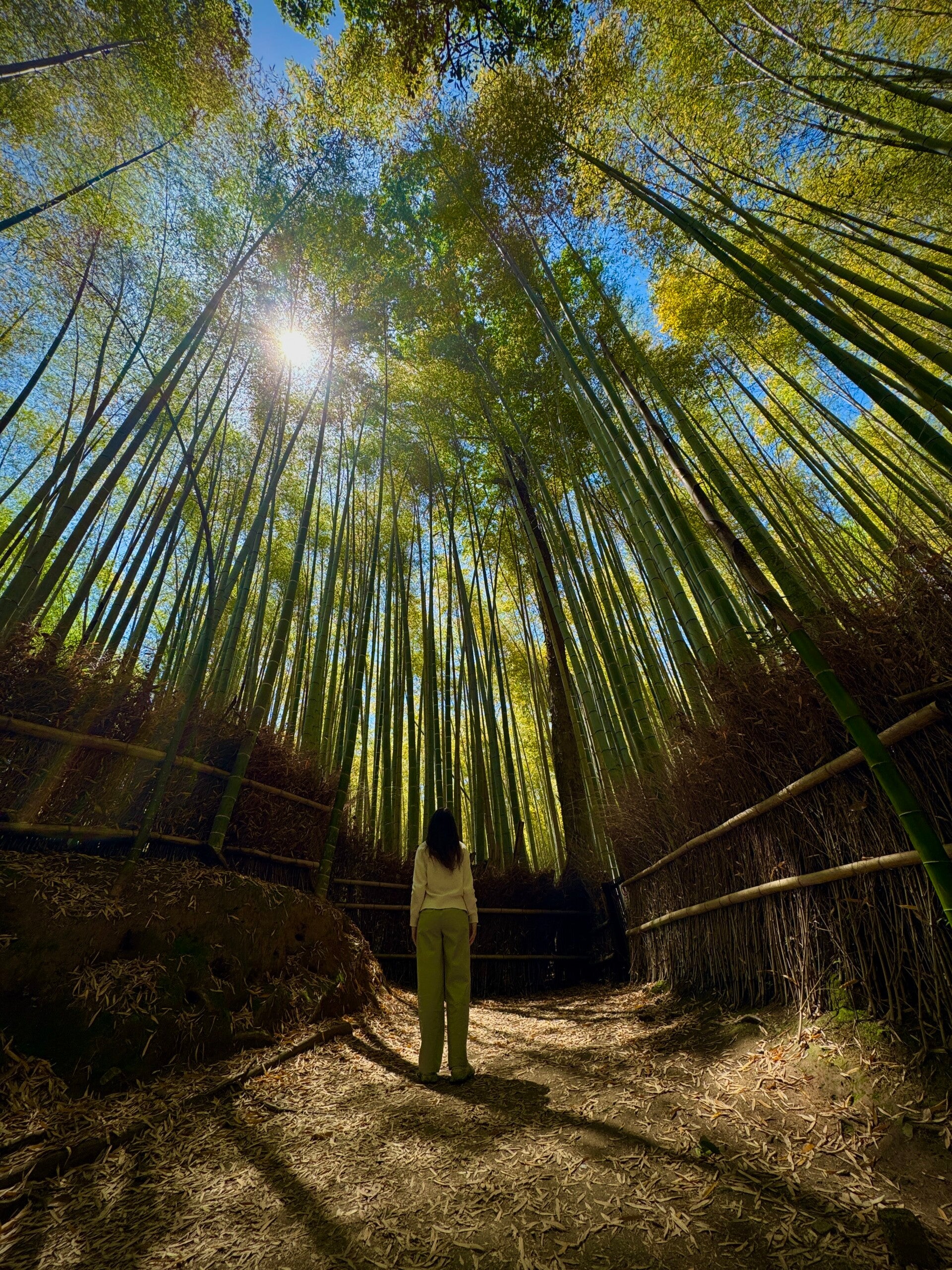 Arashiyama Forest