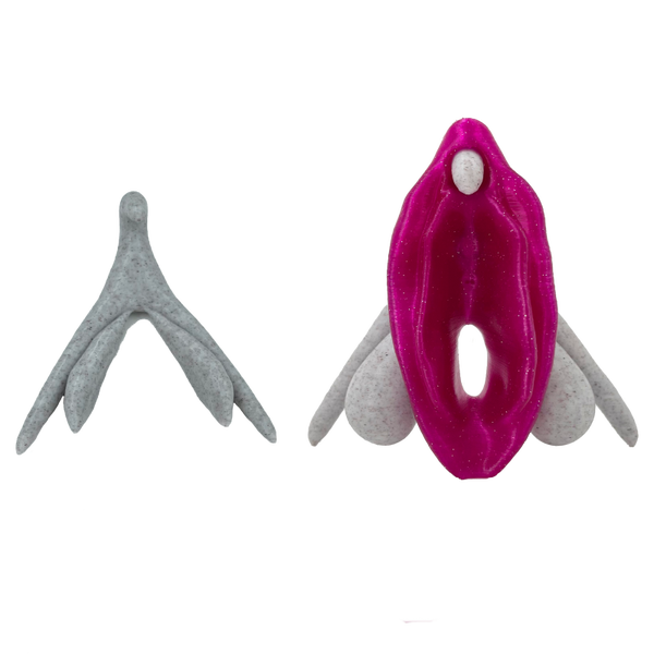 Stylized flaccid & erect clitoris + vulva model (purple/pink)