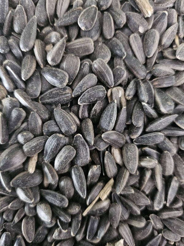 Sonnenblumen schwarz