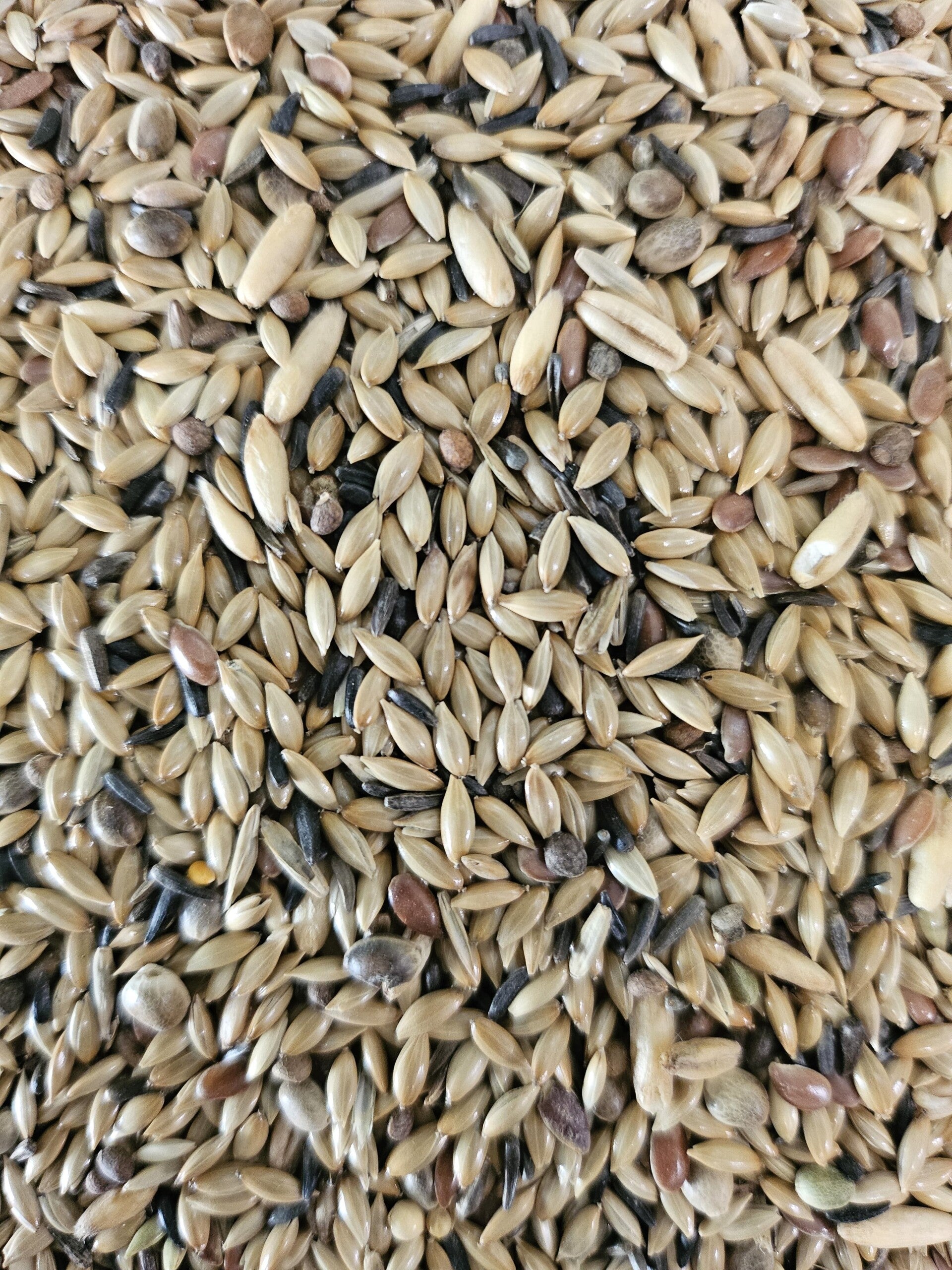 Kanarienfutter ohne Rübsen