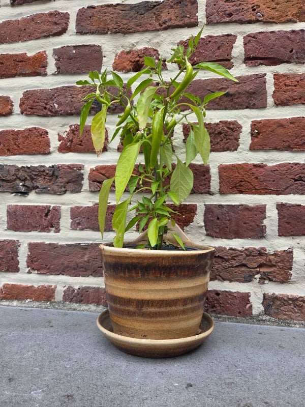 Vintage wandbloempotten