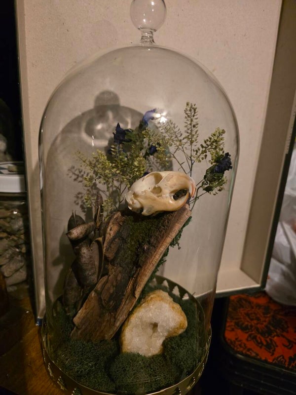 Forestcore skull & lichen with quartz under cloche