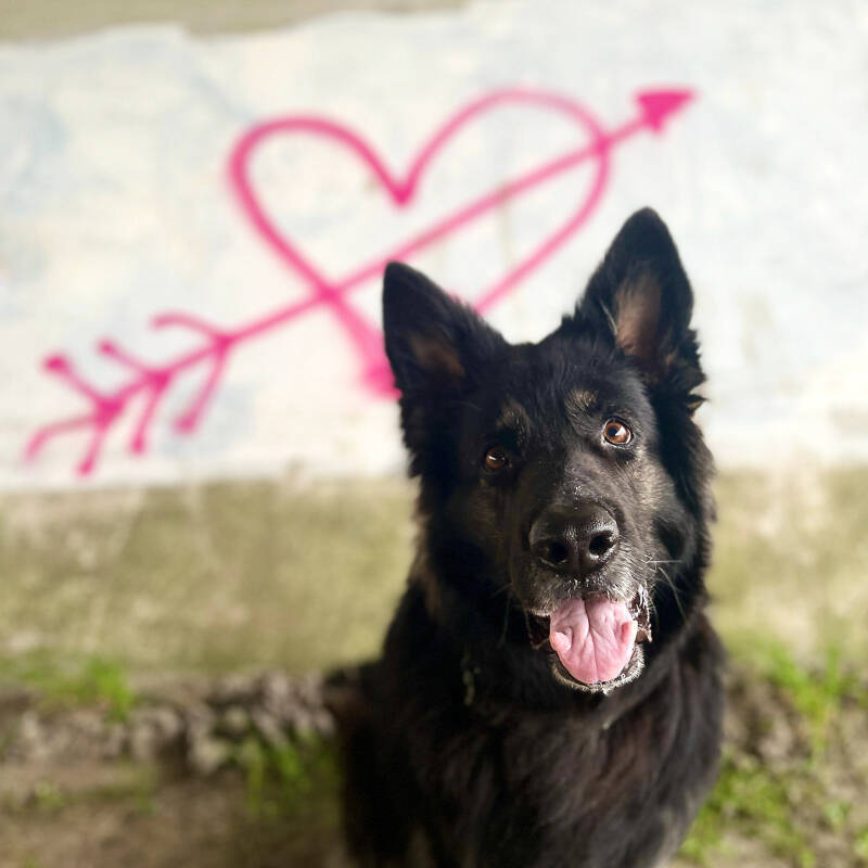 PawsConnect, hulp bij het zelf opvoeden van jouw eigen hulphond. Foto: Een zwarte Oudduitse Herder met een hart en een pijl van grafitti op de achtergrond. Een mooi symbool wat een hulphond voor zijn eigenaar betekent.