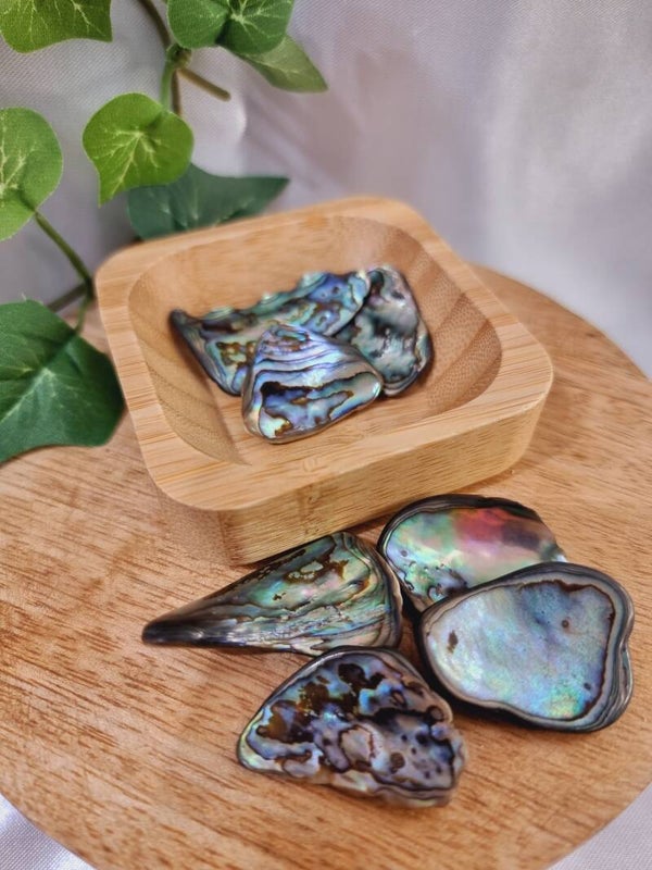 Abalone / paua trommel schelpjes