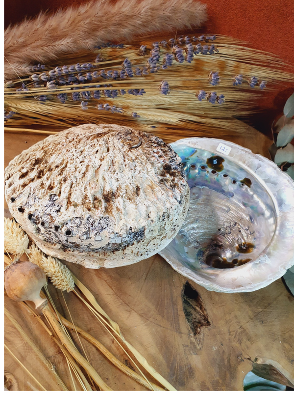 Abalone schelp L