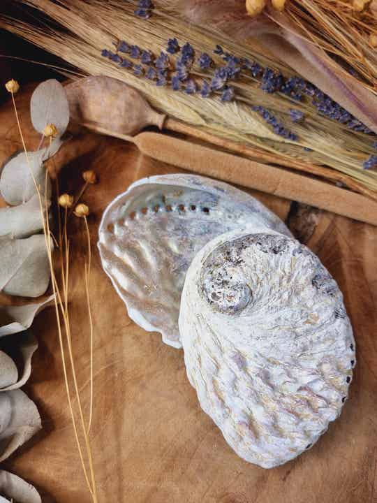 Abalone schelp S