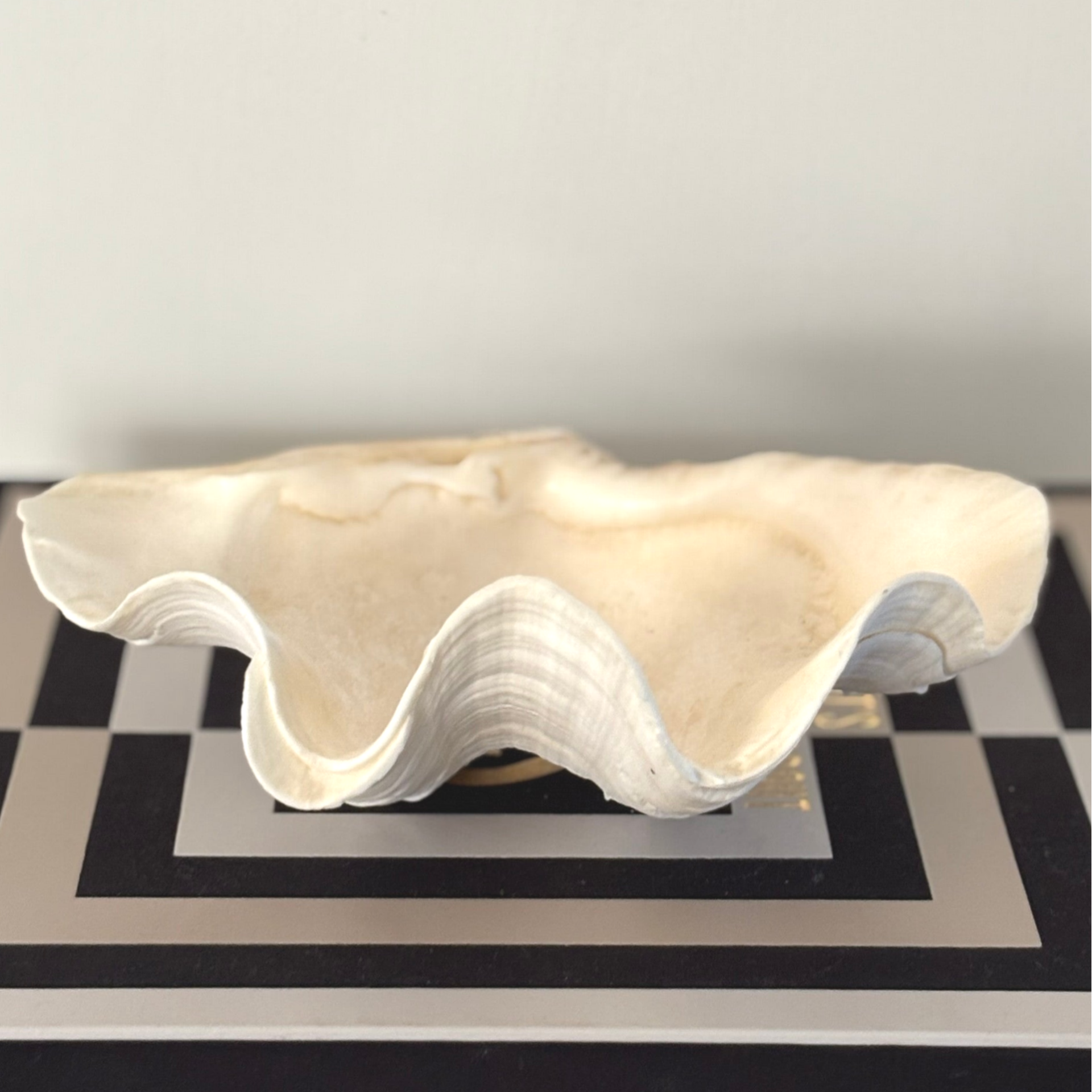 Elegante vintage schelp - Elegant vintage shell