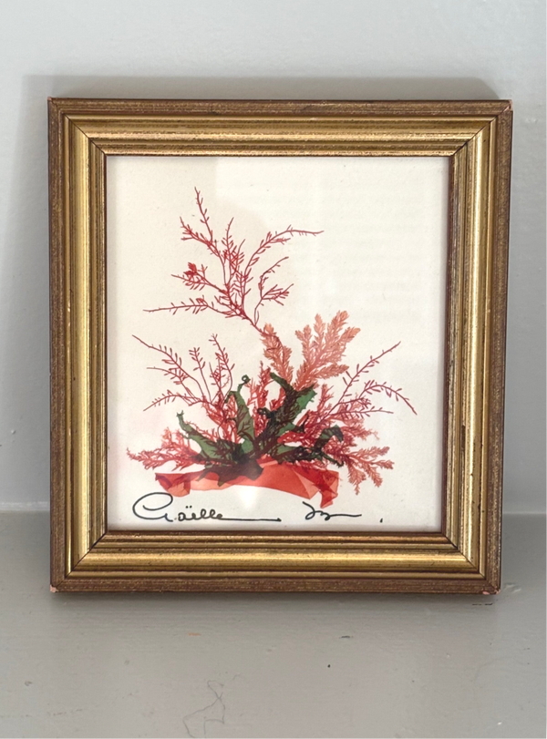 Mini schilderijtje met een koraalafbeelding - Mini painting featuring a coral motif