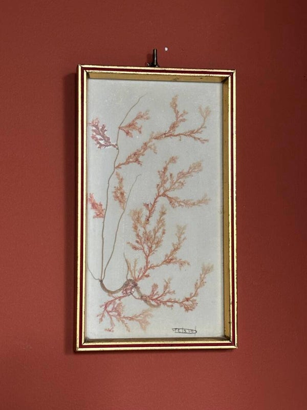 Uniek ingelijst Bretons kunstwerkje - Unique framed artwork Breton coastline