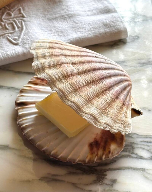 Sint-Jacobsschelp - Scallop shell