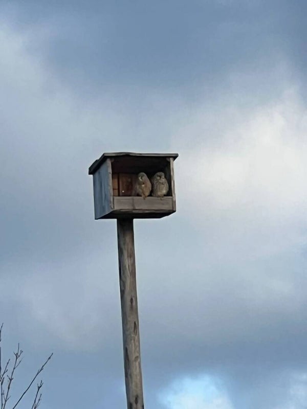 Nestkast Valk