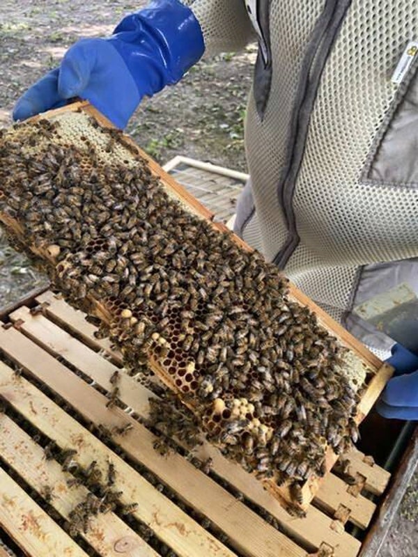 Bee Experience Day