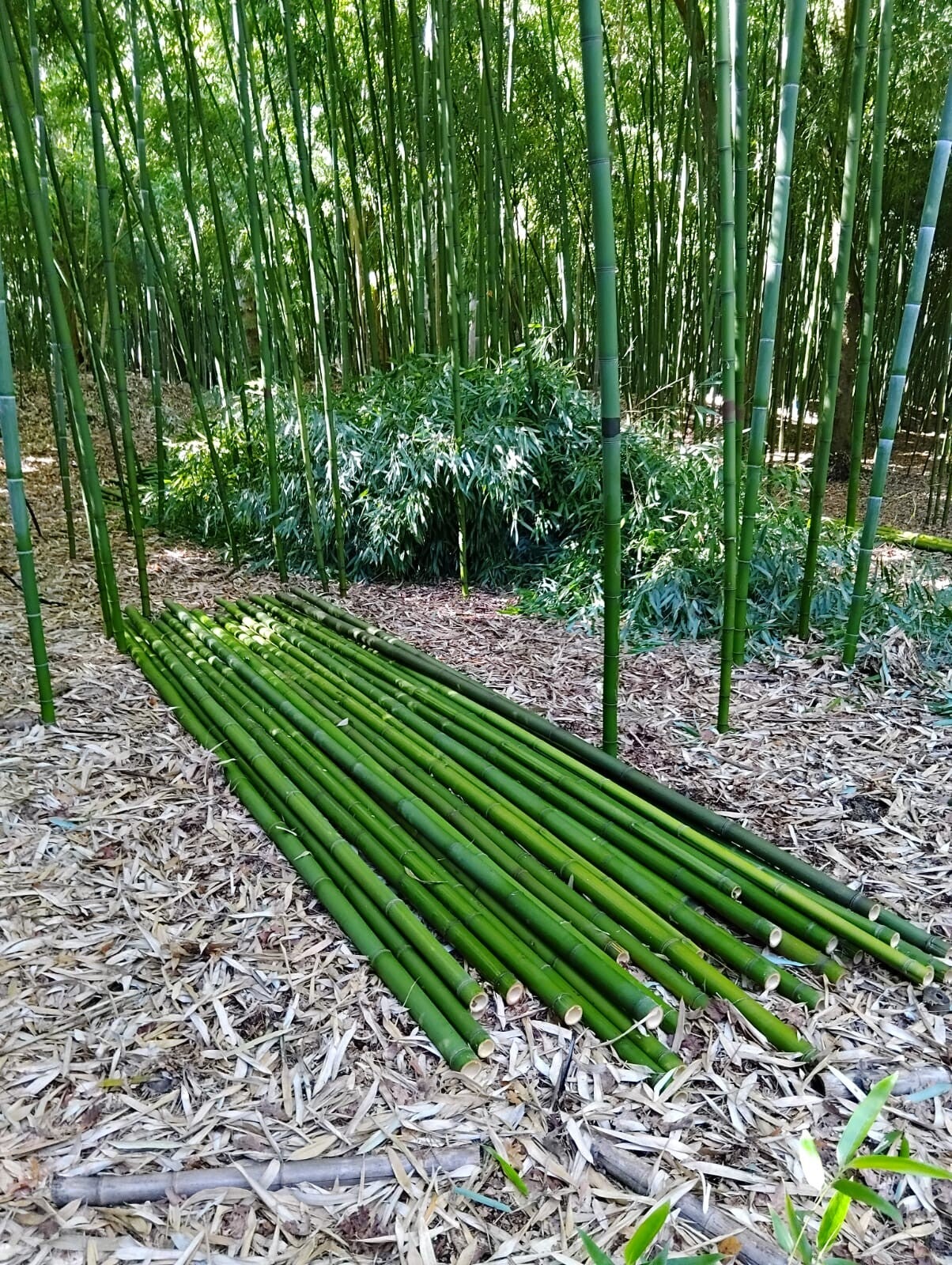 Récolte de Bambous