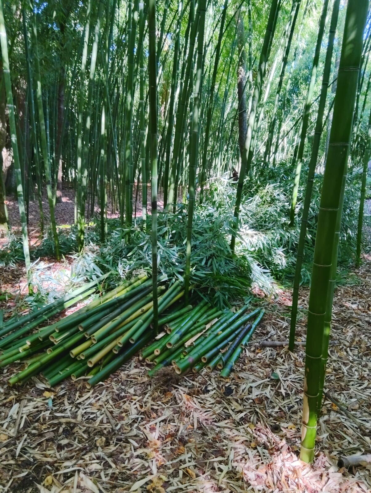 bambou barrière anti-feu