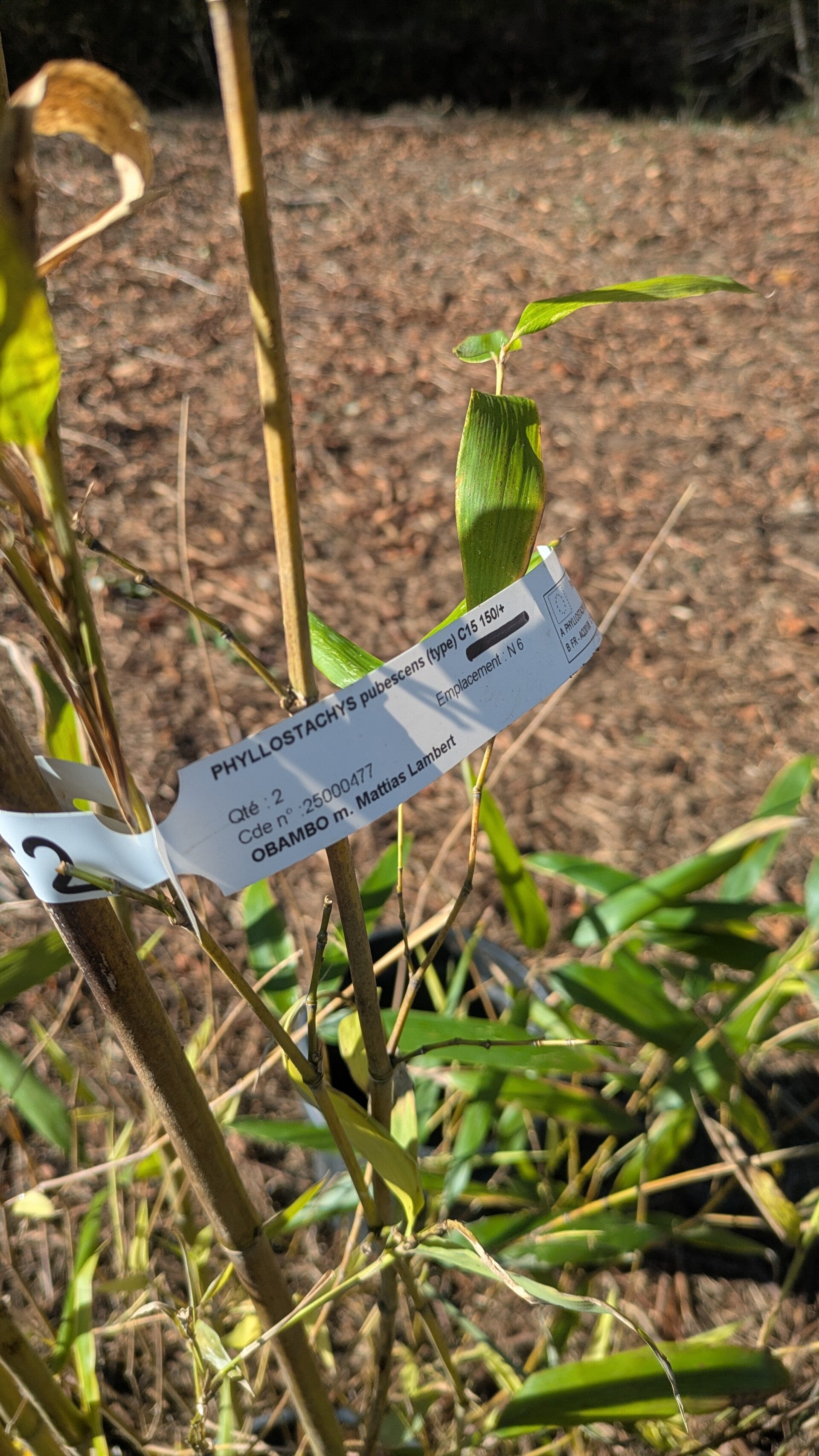 Plantation de bambou Moso 