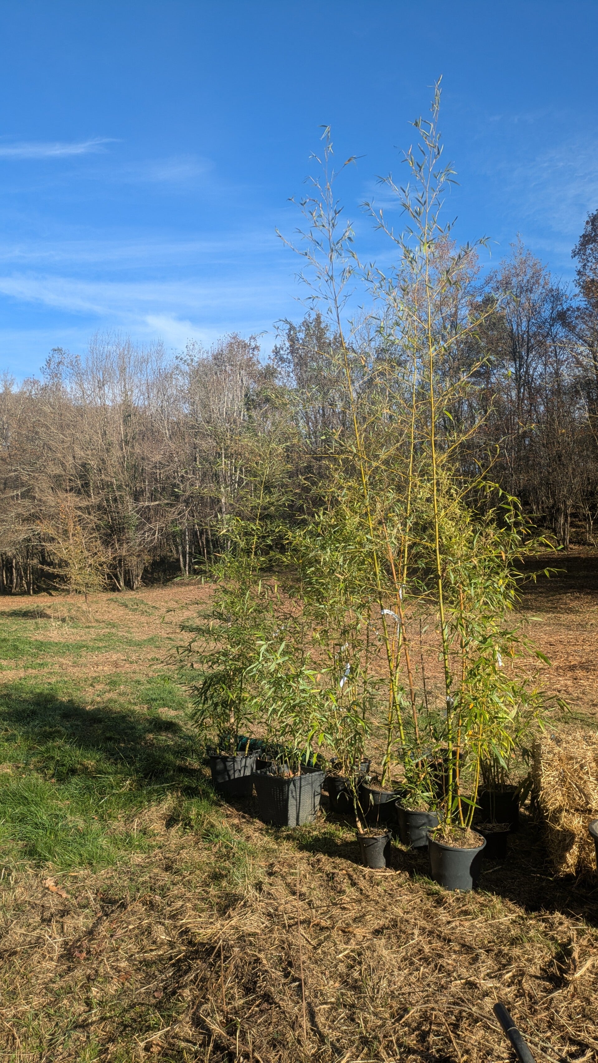 Plantation de bambou pour ralentir feux de forêts