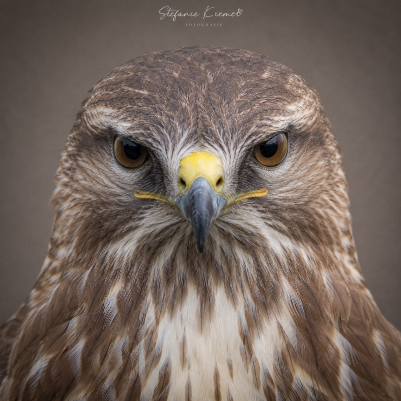 Buizerd.png