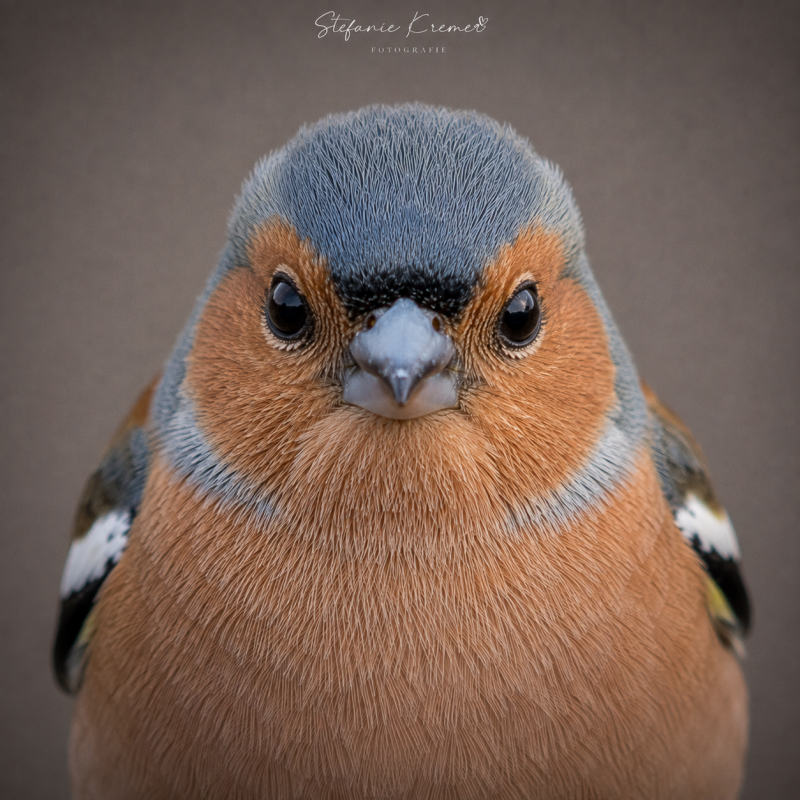 Vink.png