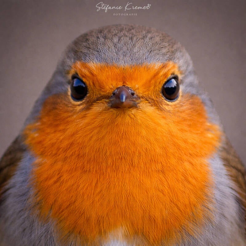 roodborst.jpg