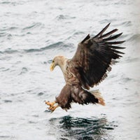 Sea Eagle - Dinner Time