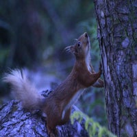 Red Suirrel