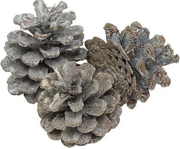 Decoratie Dennenappels - wit - White Wash - 200 gr