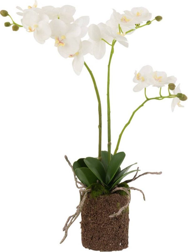 J-Line Orchidee In Aarde Plastiek Wit/Groen Medium - (30x15x52cm)