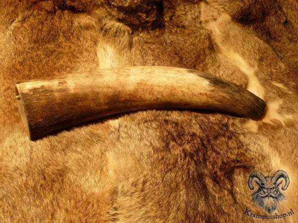 Krampus-Perchten Blaashoorn, naturel, ca. 1000 - 1190 ml.