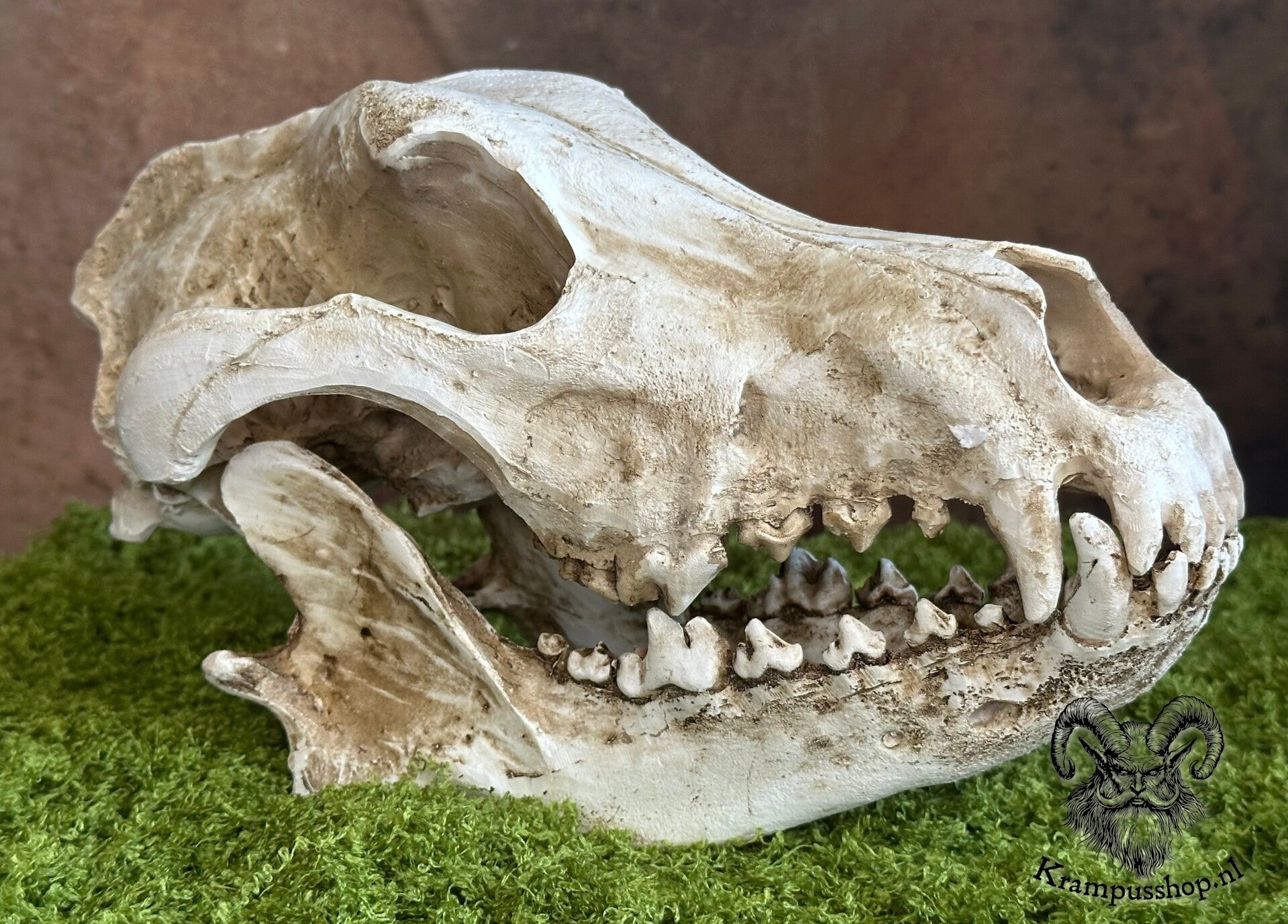 Krampus - Perchten Coyote Schedel van Hars