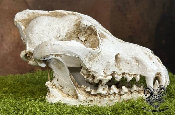 Krampus - Perchten Wolf Schedel van Hars