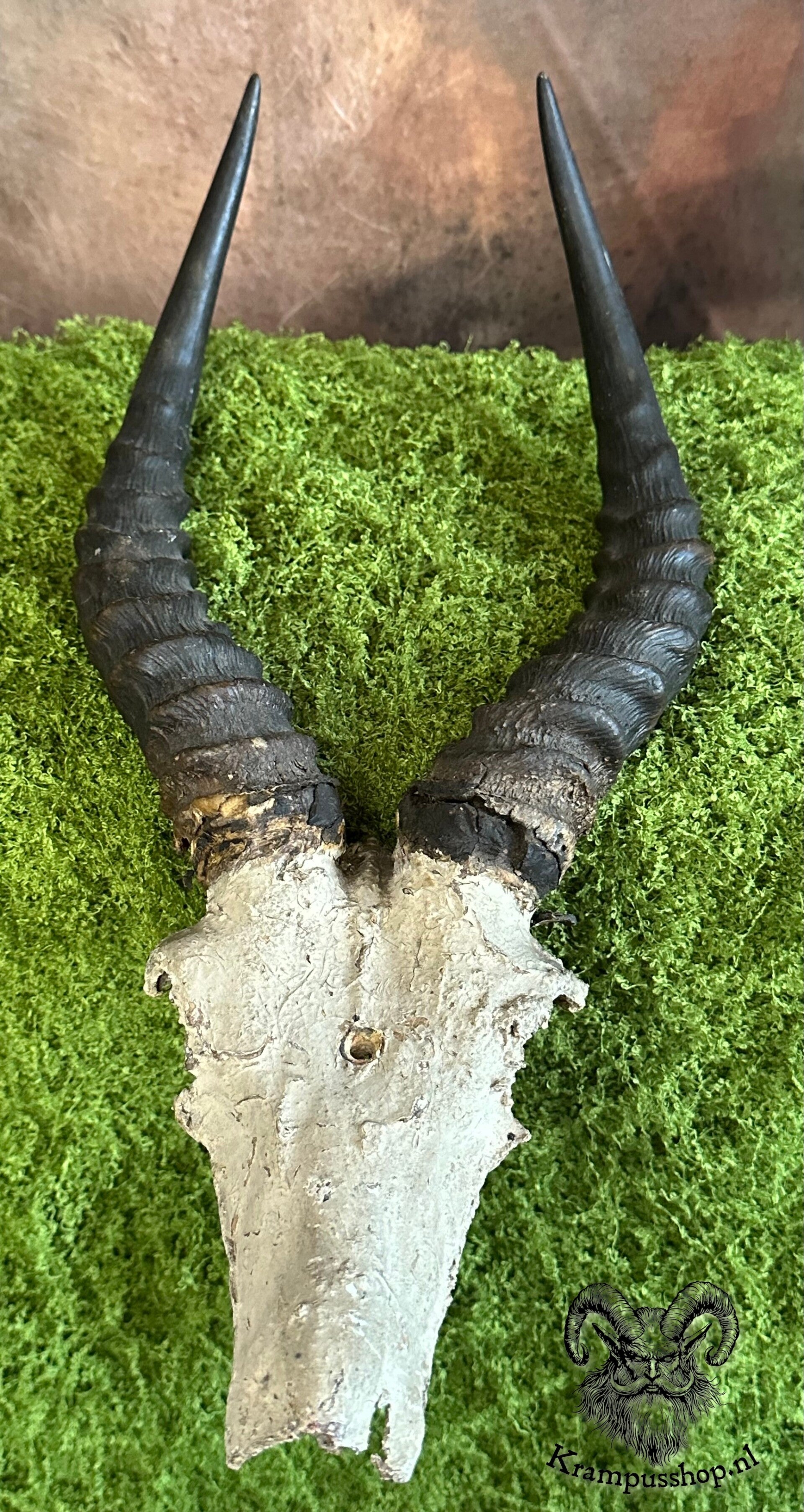 Krampus - Perchten, echte Impala Hoorns