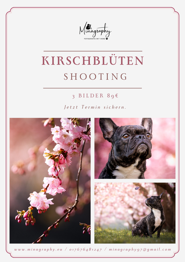 Kirschblüten Shooting