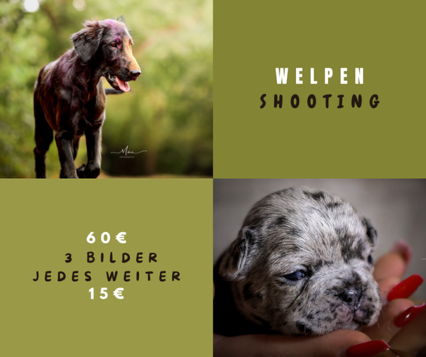 Welpen Shooting