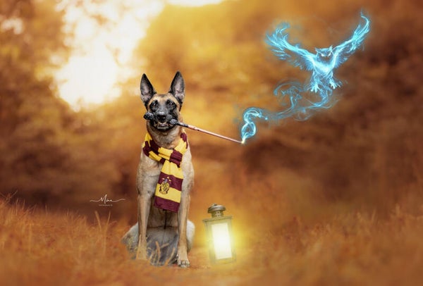 Harry Potter Shooting