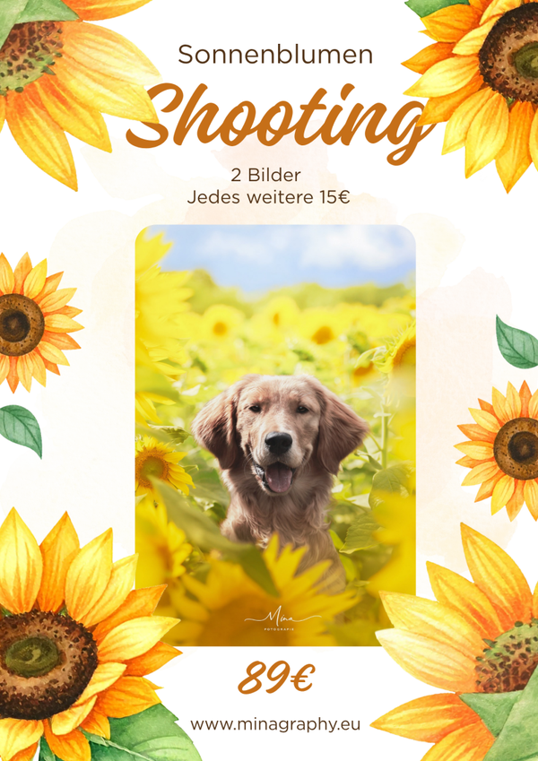 Sonnenblumen Shooting