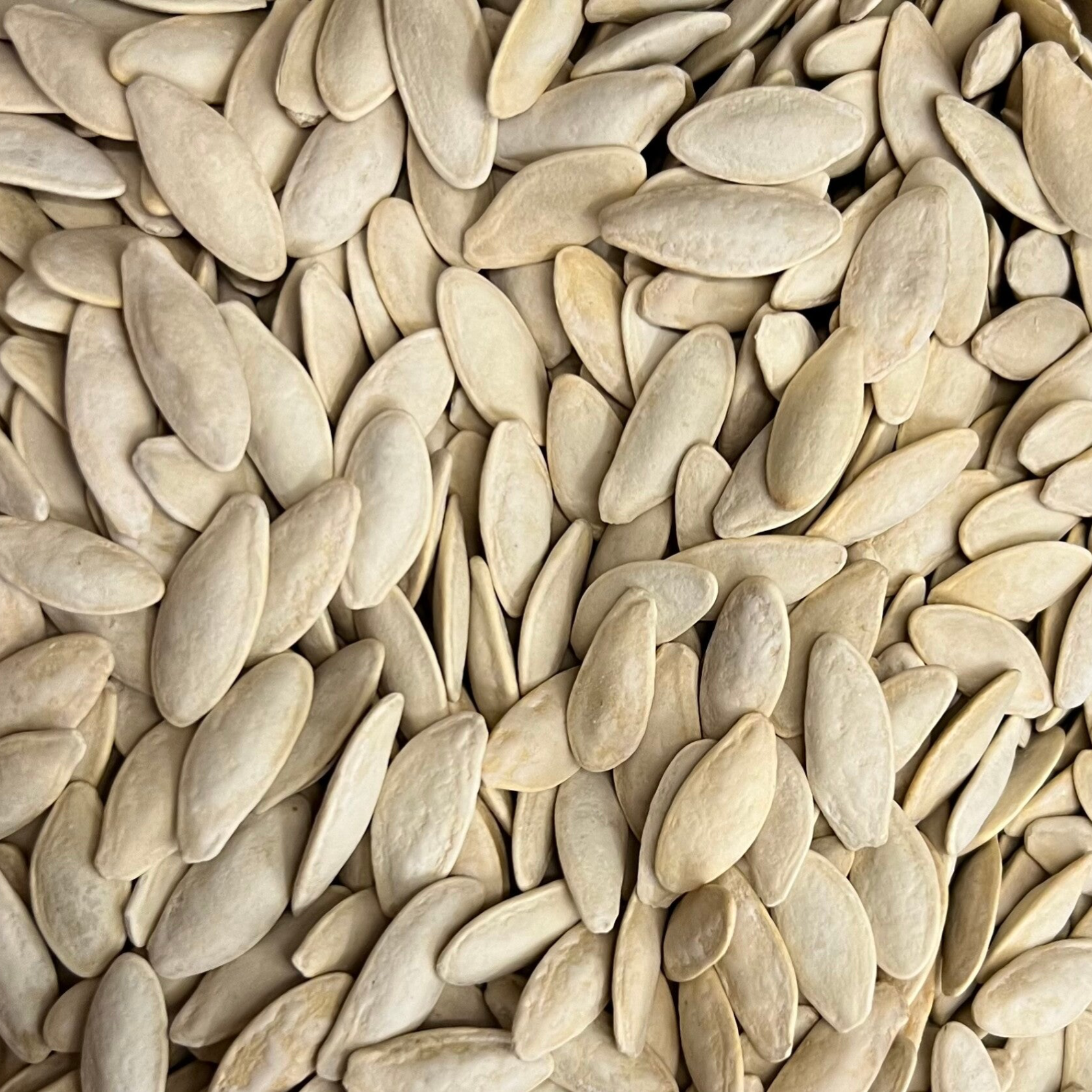 Kerne ⭐️ بزر كوسا مالح