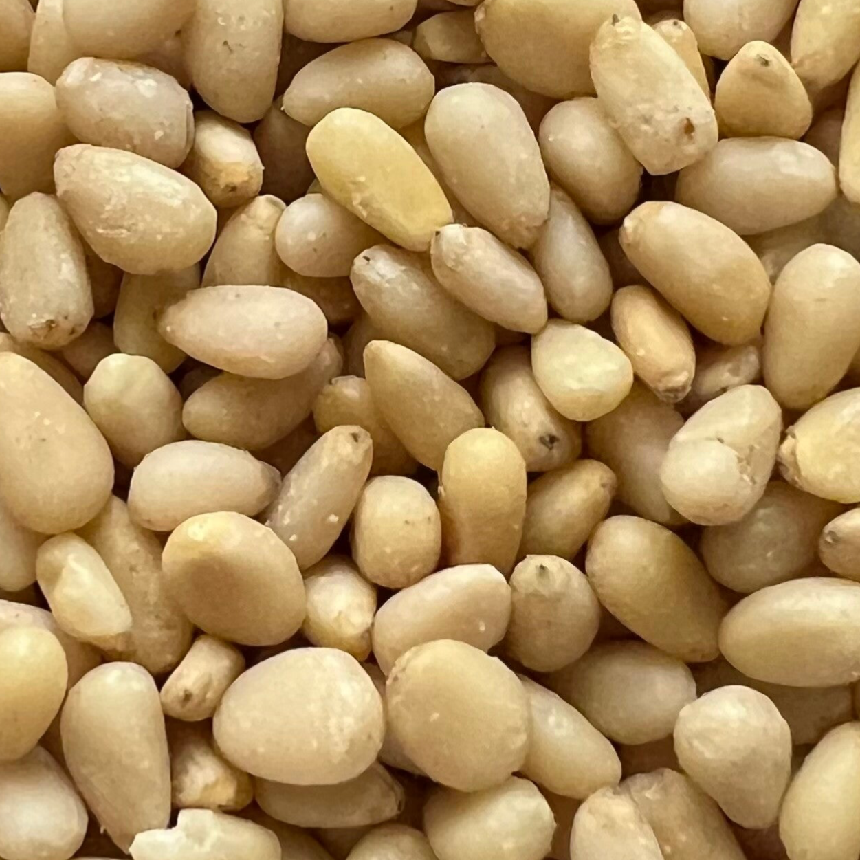 Pinienkerne ⭐️ صنوبر صيني