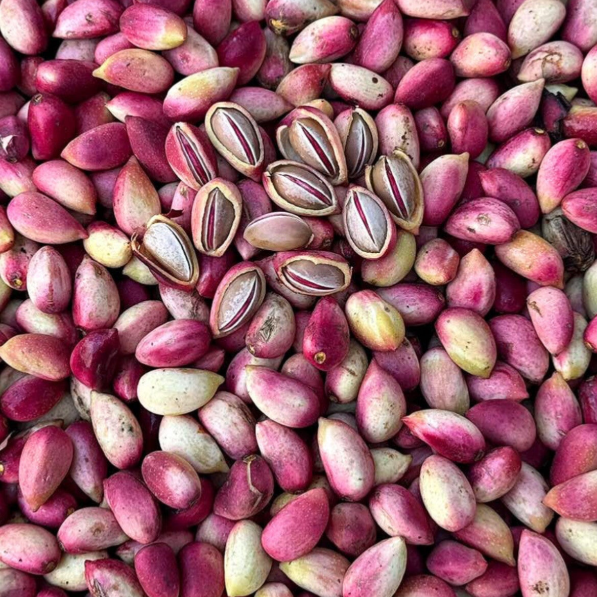 Pistazien / فستق حلبي عاشوري