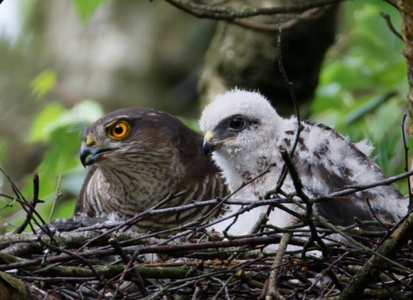 Bird Photography @ Wasven - Sat. April 11th, 13.00
