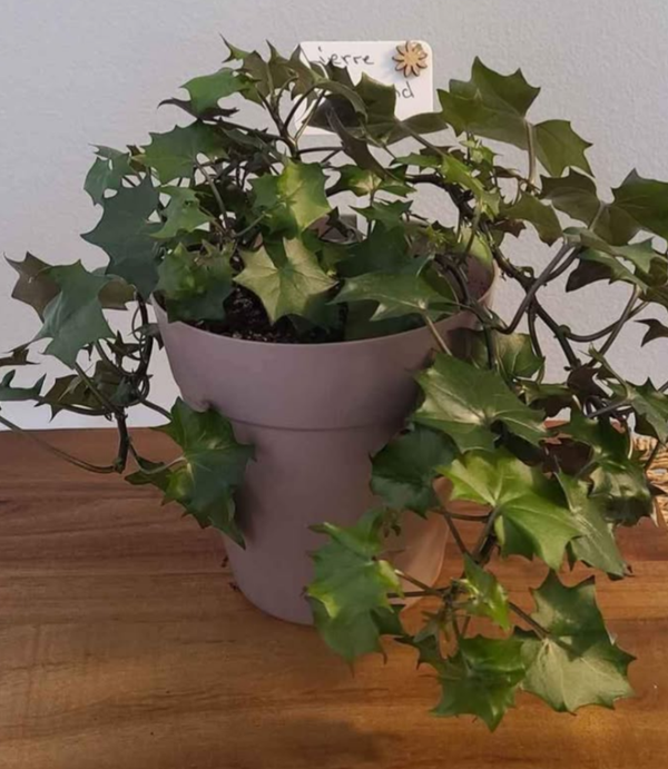 Lierre d'Allemagne (Delariea Odorata)