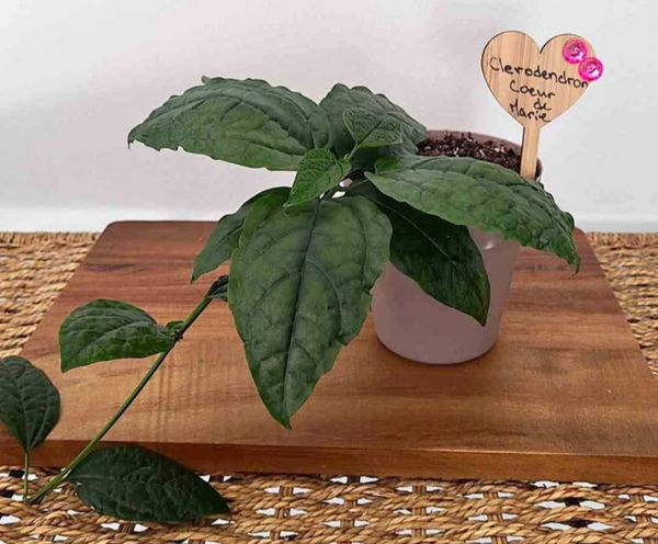 Clerodendrum Thomsoniae (Coeur de Marie)
